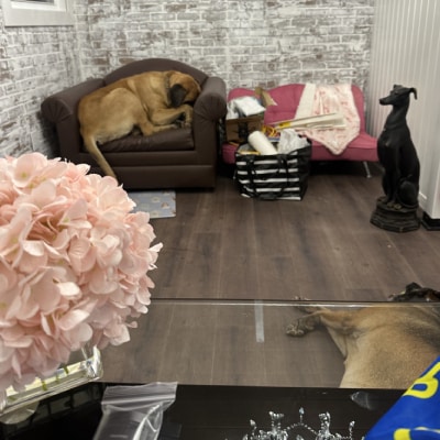 DOG BOARDING